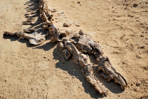 4 Days Trip to El-Fayoum, White Desert and Bahariya Oasis