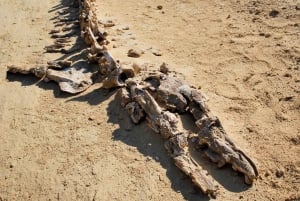 4 Days Trip to El-Fayoum, White Desert and Bahariya Oasis