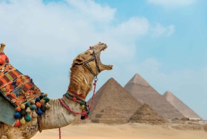 Cairo: Giza Pyramids Camel Ride and Egyptian Museum Tour