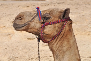Cairo: Kameltur til Giza-pyramiderne og tur til det egyptiske museum