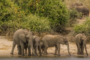Kair: wycieczka 1-dniowa z przewodnikiem do Africa Safari Park z lunchem
