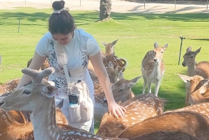 Kair: wycieczka 1-dniowa z przewodnikiem do Africa Safari Park z lunchem
