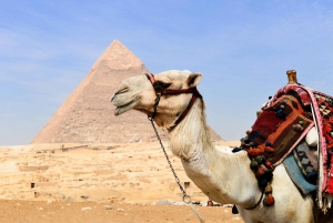 Kairo: Halvdagstur til pyramidene med kamel eller hest og kjerre