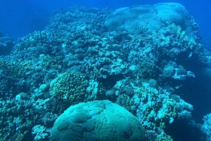 Kairo: Luksus snorkelkrydstogt og frokost med valgfri afhentning