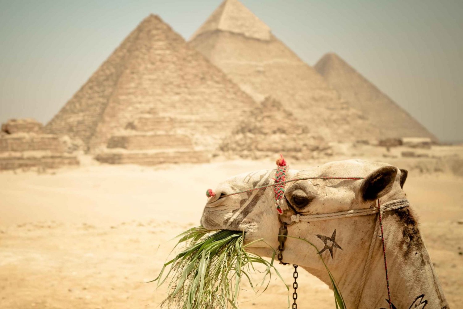 Kairo: Pyramideomvisning, båttur og lunsj på Cafelucca