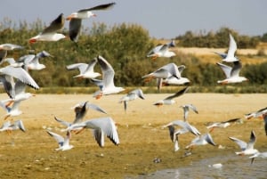 El Cairo: Wadi El Ryan, Oasis de El Fayoum y Excursión de Observación de Aves