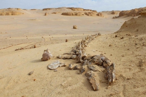 Discover Wadi Hitan, Egypts Prehistoric Wonder!