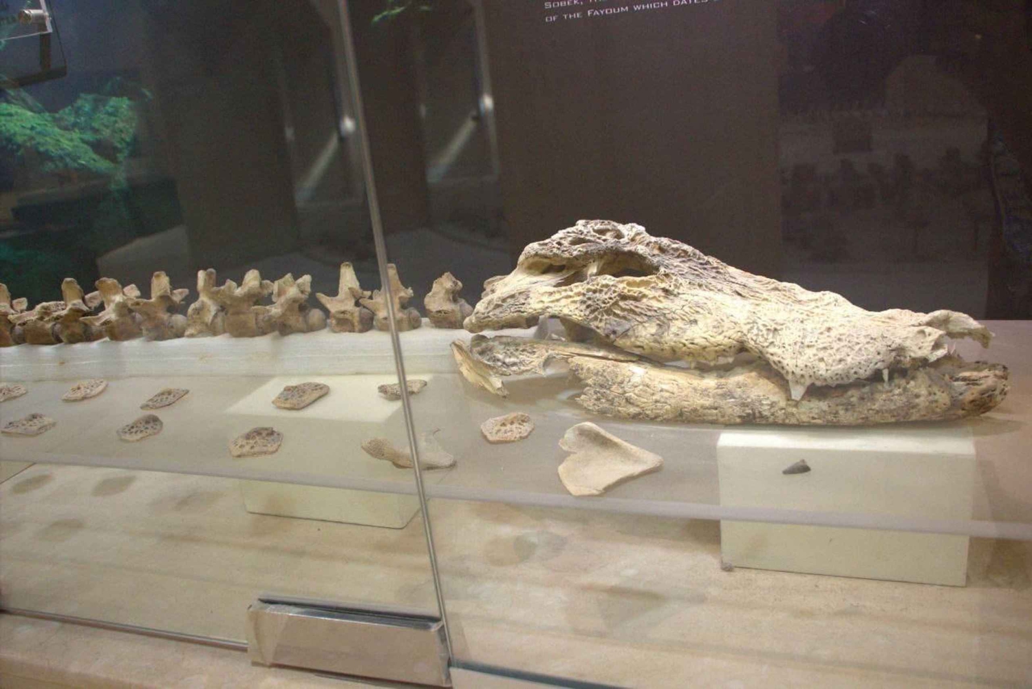 Fayoum 4X4: Nascer do sol, cascatas Rayan e Vale das Rodas