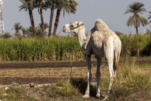 From Cairo: Fayoum Oasis and Wadi Al Rayan Guided Tour