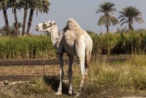 From Cairo: Fayoum Oasis and Wadi Al Rayan Guided Tour