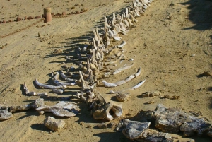 Von Kairo aus: Camping-Abenteuer mit Übernachtung in der Oase El-Fayoum