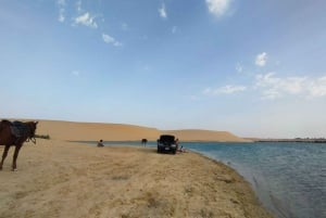 Au départ du Caire : Wadi El-Rayan, chutes d'eau et lac magique