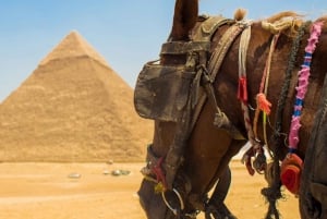 Giza: Tour a cavallo arabo intorno alle piramidi di Giza