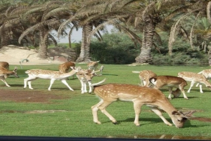 Hurghada: 10-dages Egypten-tur, Nilkrydstogt, ballon, flyrejser