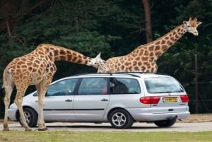 Hurghada:10 päivän Egyptin kiertomatka, Niilin risteily, ilmapallo, lennot