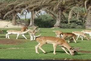 Hurghada:10 päivän Egyptin kiertomatka, Niilin risteily, ilmapallo, lennot