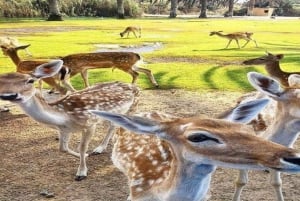 Hurghada:10 päivän Egyptin kiertomatka, Niilin risteily, ilmapallo, lennot