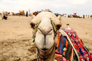 Gizan pyramidit ja Suuri Sfinksi: Yksityinen puolipäiväinen retki