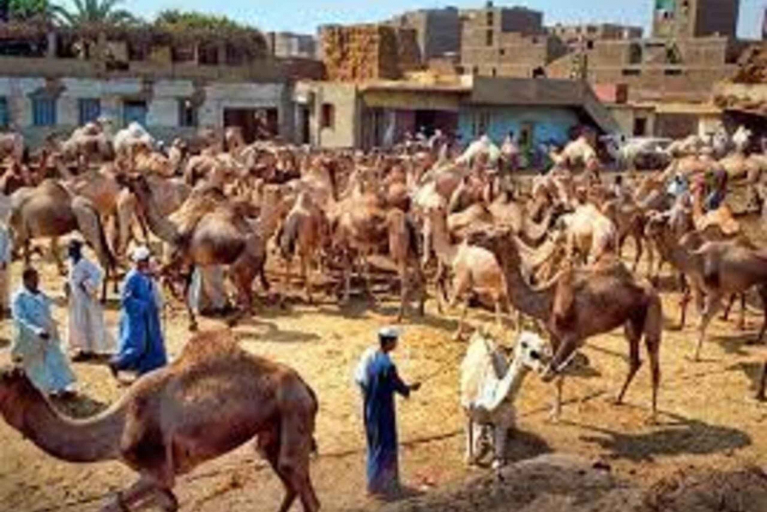Cairo: Birqash Camel Market with Private Guide and Transfers