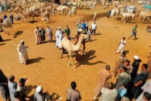 Cairo: Birqash Camel Market with Private Guide and Transfers