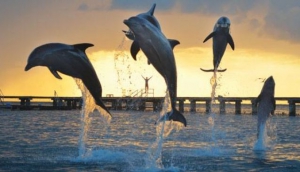 Dolphin Discovery