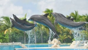 Dolphinaris