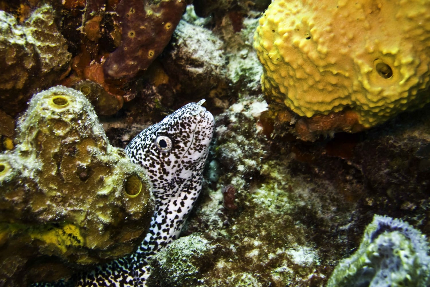 Snorkeling Adventure Private Tour in Cancun