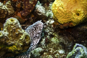 Snorkeling Adventure Private Tour