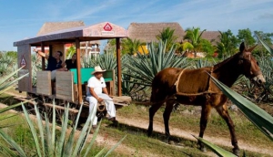 Sotuta de Peon Hacienda Tour