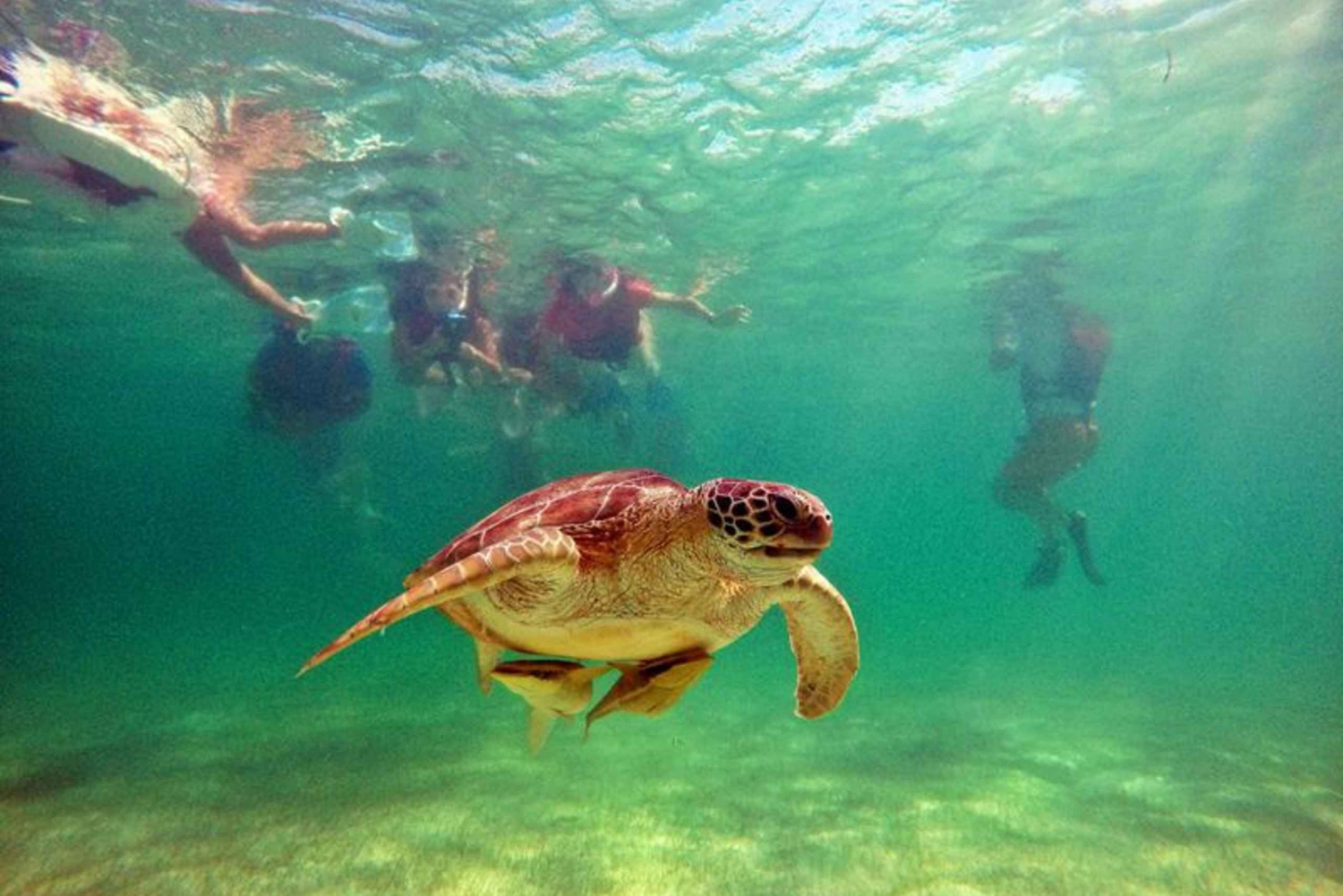 turtles and cenotes tour