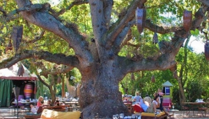 Cheetah Outreach program at Spier Winery