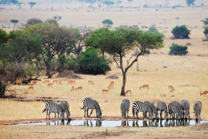 Circuito de 10 días por Sudáfrica De Johannesburgo a Ciudad del Cabo