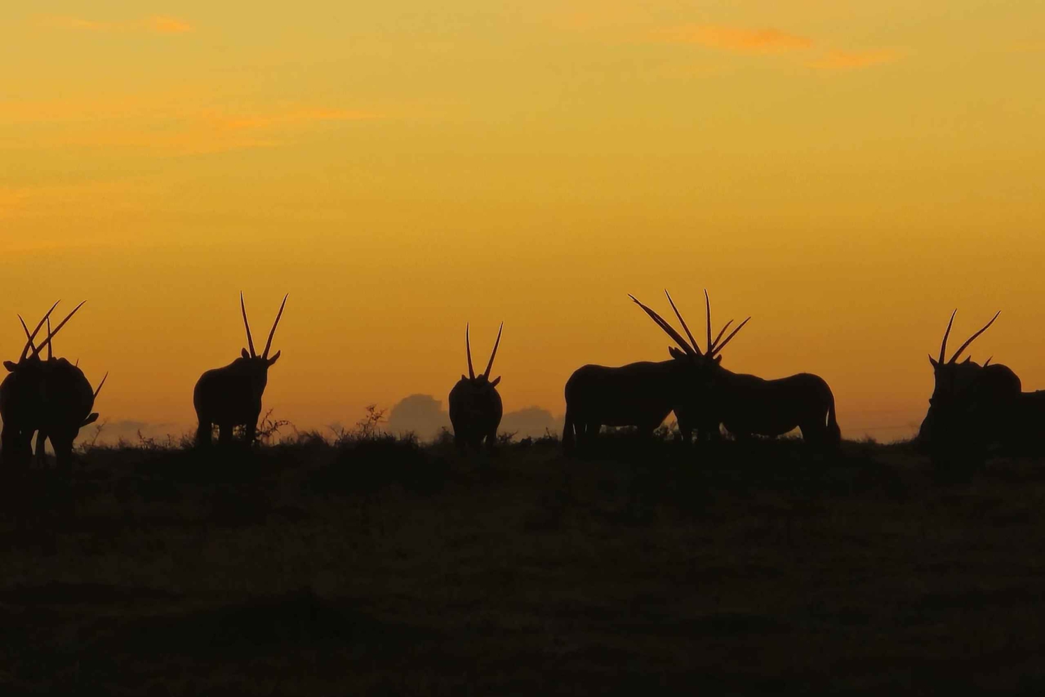 Safari de 2 jours au Cap avec les Big 5, les pingouins et le cap Agulhas