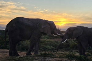 Safari de 2 jours au Cap avec les Big 5, les pingouins et le cap Agulhas