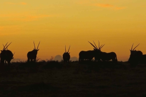 Safari de 2 jours au Cap avec les Big 5, les pingouins et le cap Agulhas