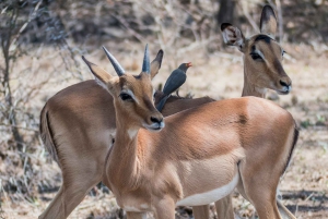 Safari de 2 jours au Cap avec les Big 5, les pingouins et le cap Agulhas