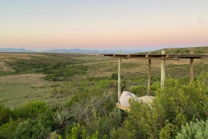 Safari de 2 jours au Cap avec les Big 5, les pingouins et le cap Agulhas