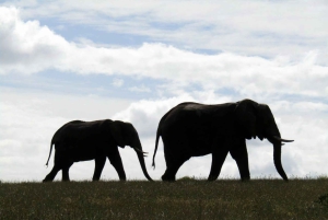 Safari de 2 jours au Cap avec les Big 5, les pingouins et le cap Agulhas