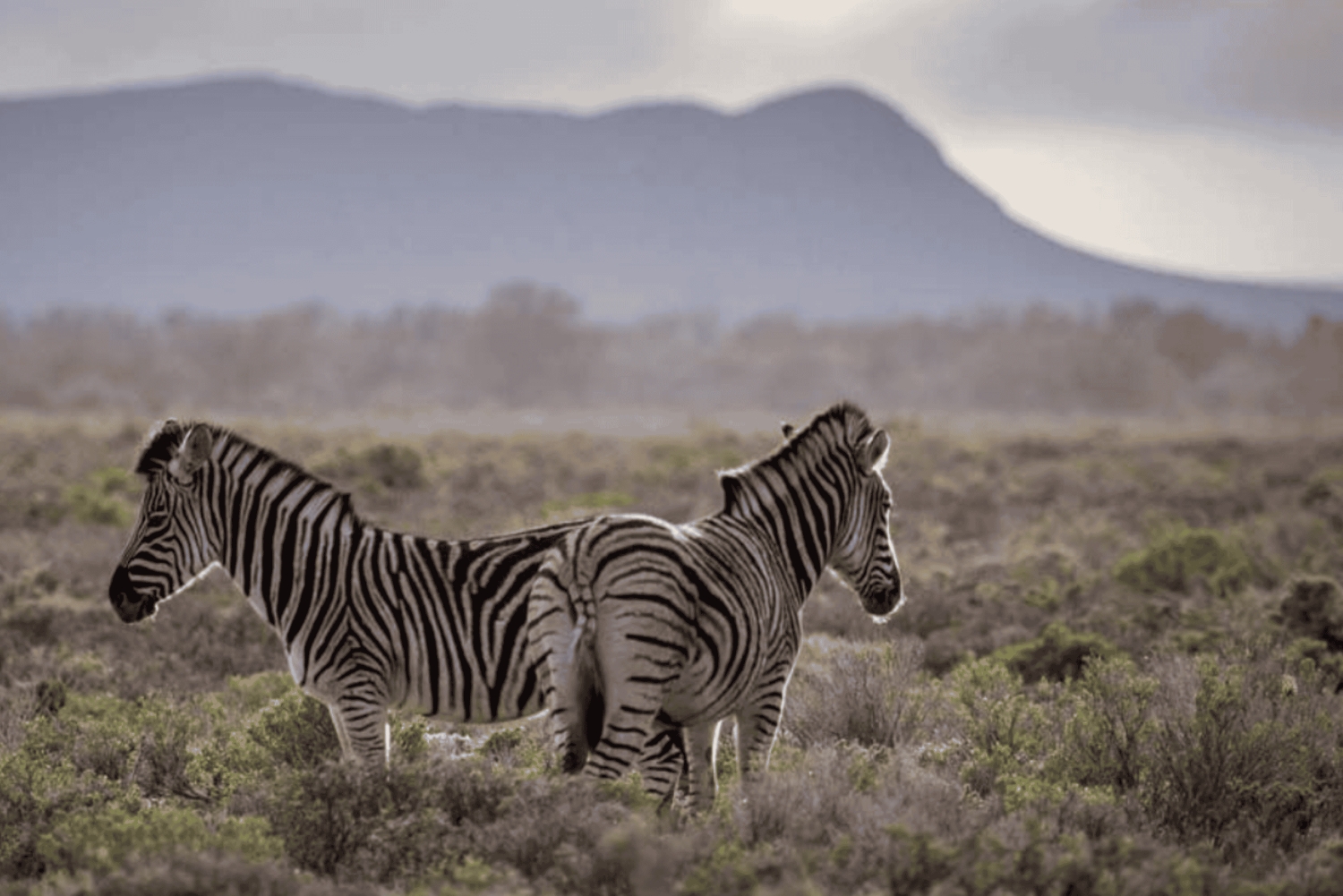 2-dagers Inverdoorn-safari – Big Five Cape Town-opplevelse