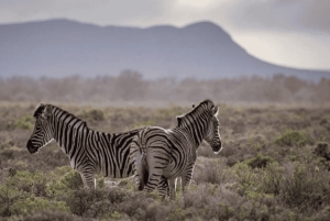 2-dagers Inverdoorn-safari – Big Five Cape Town-opplevelse