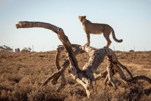 2-dagers Inverdoorn-safari – Big Five Cape Town-opplevelse