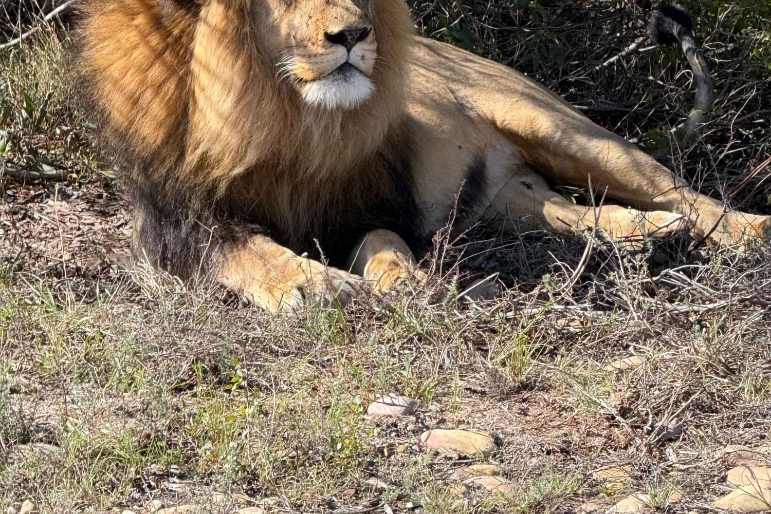 2 Day Safari Tour From Cape Town: Botlierskop & Buffelsdrift