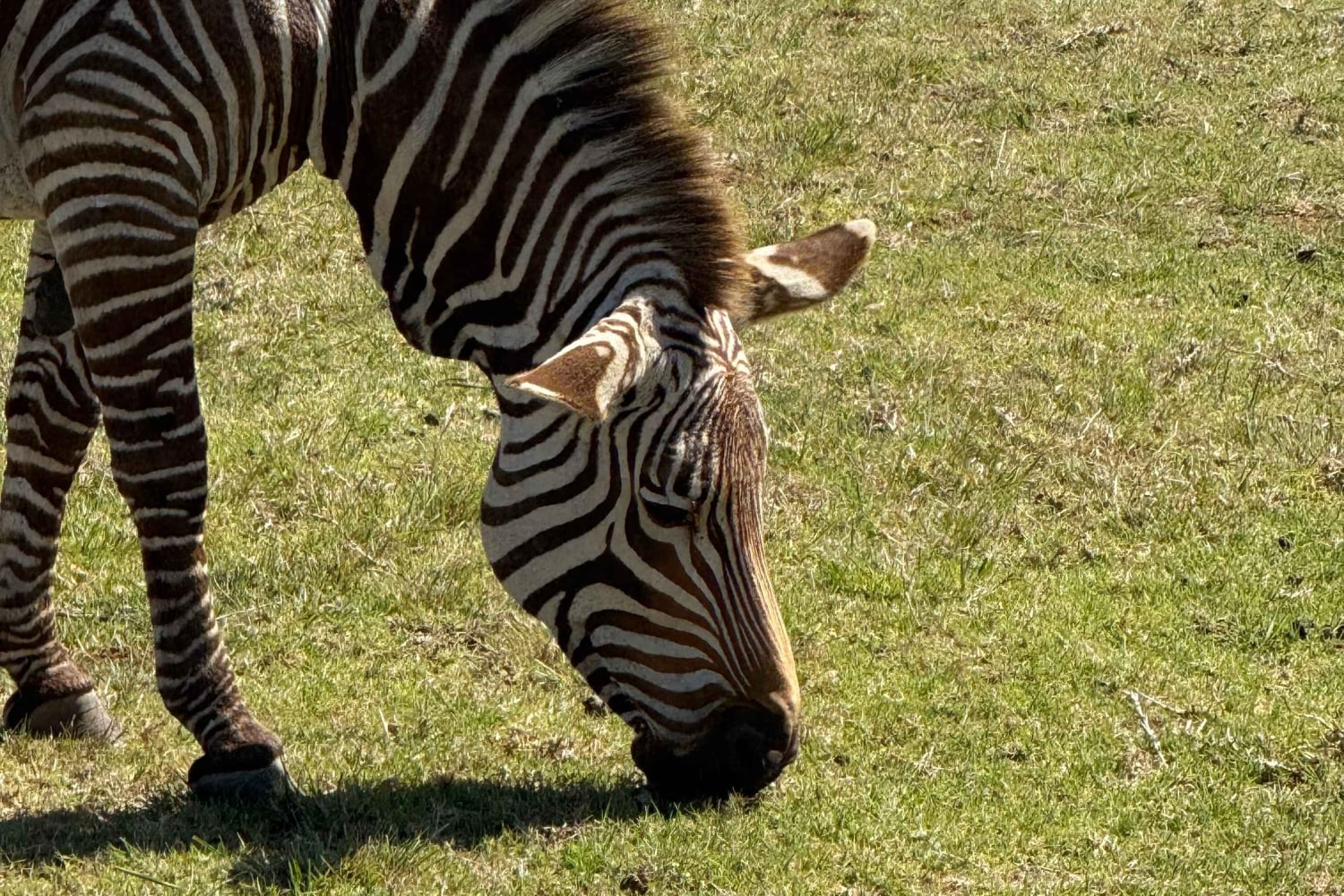 2 Day Safari Tour From Cape Town: Botlierskop & Buffelsdrift