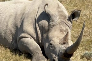 2 Day Safari Tour From Cape Town: Botlierskop & Buffelsdrift