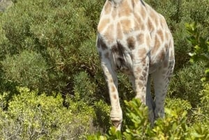 2 Day Safari Tour From Cape Town: Botlierskop & Buffelsdrift