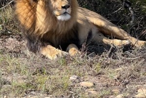 2 Day Safari Tour From Cape Town: Botlierskop & Buffelsdrift