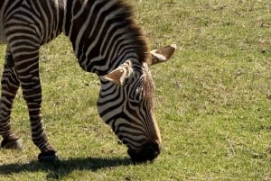 2 Day Safari Tour From Cape Town: Botlierskop & Buffelsdrift