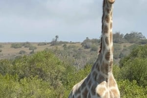 2 Day Safari Tour From Cape Town: Botlierskop & Buffelsdrift