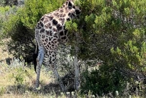 2 Day Safari Tour From Cape Town: Botlierskop & Buffelsdrift