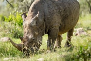 2 Day Safari Tour From Cape Town: Botlierskop & Buffelsdrift